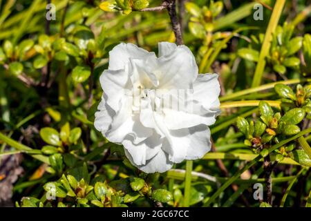 Rhododendron obtusum 'Schneeperle' una pianta arbusto in fiore estiva con un fiore bianco in estate altrimenti conosciuto come un'azalea giapponese 'now Pearl', st Foto Stock