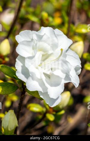 Rhododendron obtusum 'Schneeperle' una pianta arbusto in fiore estiva con un fiore bianco in estate altrimenti conosciuto come un'azalea giapponese 'now Pearl', st Foto Stock