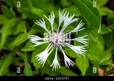 Centaurea montana 'Alaba' una pianta di fioritura estiva con un fiore d'estate a petali raggrinziti comunemente noto come fiore di mais perenne bianco, foto d'inventario Foto Stock