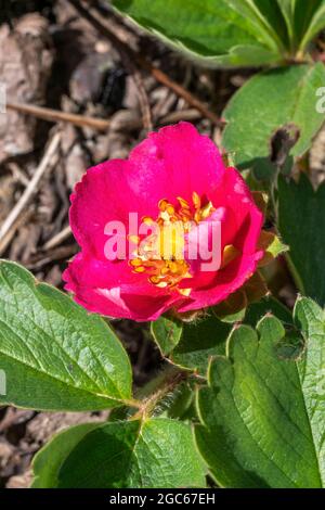 Fragaria x anassa 'Samba' un ornamento ibrido di fragole rosse cresciuto principalmente come pianta di fiori piuttosto che per le sue bacche Foto Stock