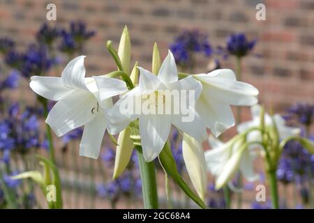 Crinum x Powellii Album Bianco Powell Giglio Swamp Giglio fragranti fiori fiorisce Foto Stock