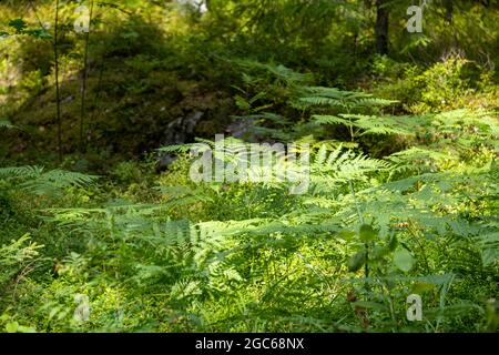 Helsinki / Finlandia - 4 AGOSTO 2021: Primo piano selettivo di felci con un pezzo di granito ricoperto di muschio sullo sfondo. Foto Stock