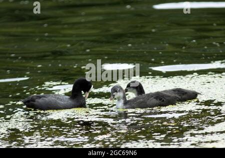 Il piede è più grande e più dumpier del relativo parente vicino, il Moorhen. Un uccello comune di canali d'acqua più aperti Coots formerà grandi greggi quando molt Foto Stock