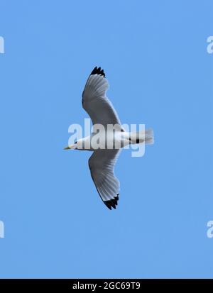 Il Kittiwake ritorna sulle acque costiere britanniche ogni primavera per nidificare in città e su scogliere in grandi colonie garrulous. È dei gabbiani più piccoli Foto Stock