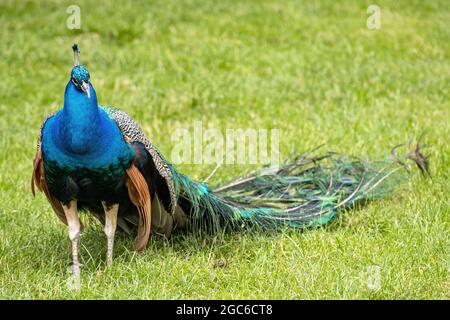 Paafowl indiano maschile (Pavo cristatus) sul prato Foto Stock