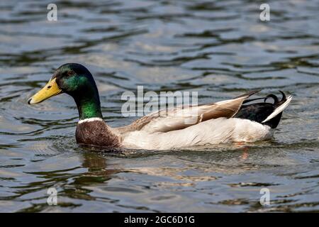 Mallard maschio adulto (Anas platyrhynchos) sull'acqua Foto Stock