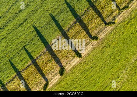 Veduta aerea della fila di cipressi lungo una strada in Toscana, Italia, aprile. Foto Stock