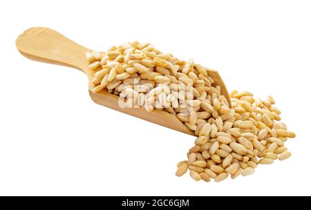 Grani di grano in cucchiaio di legno. Grani di grano isolati su sfondo bianco. Foto Stock