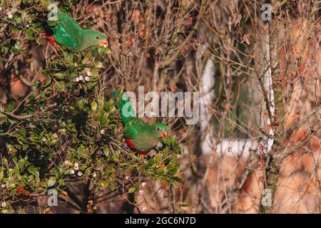 Femmina Australian King Parrot in un albero. Foto Stock