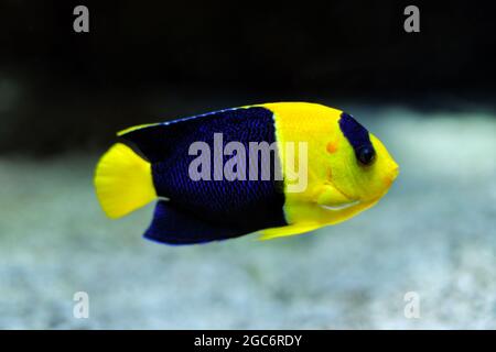 Pesce angelo bicolore Centropyge pesce bicolore sott'acqua in mare Foto Stock