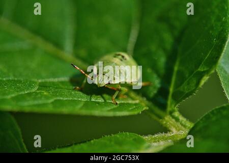 Una macro shot di uno scudo verde bug seduta su una foglia verde. Foto Stock