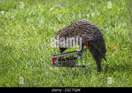 Un piccolo calice sembra spingere un carrello di shopping nell'erba Foto Stock