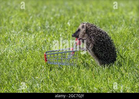 Un piccolo calice sembra spingere un carrello di shopping nell'erba Foto Stock