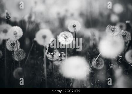 Immagine in bianco e nero di chiari e soffici dandelioni che crescono in un prato tra l'erba selvaggia in un giorno di primavera. Natura. Foto Stock