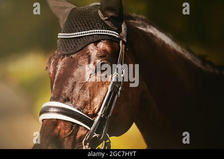 Ritratto di un bel cavallo baia con una briglia in pelle sulla sua muso in una giornata estiva soleggiata. Gare di dressage. Sport equestri. Equitazione. Foto Stock