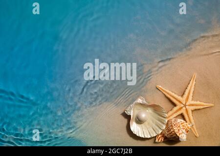 Stelle marine e conchiglia sulla spiaggia estiva in acqua di mare. Sfondo estivo Foto Stock