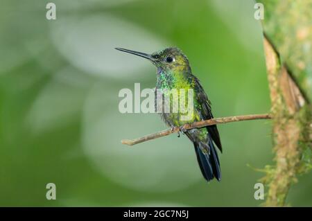 Verde-coronato brillante (Heliodoxa jacula) giovane maschio Foto Stock