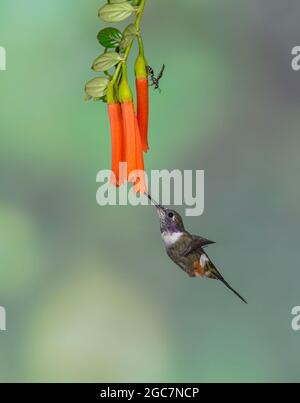 Woodstar (Calliphlox mitchellii) di colore viola, giovanile maschile Foto Stock