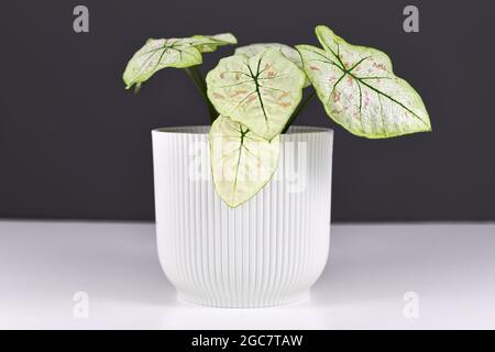 Piccola casa 'Caladium Bicolor Strawberry Star' con foglie bianche, vene verdi e macchie rosa in vaso di fiori sul tavolo di fronte alla parete grigia Foto Stock