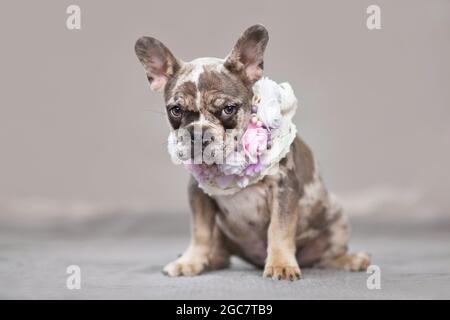 Carino cucciolo di cane Bulldog francese color merle con chiazze che indossano un collare floreale di fronte a sfondo grigio Foto Stock