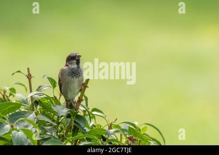 Un piccolo passero siede su un ramo Foto Stock