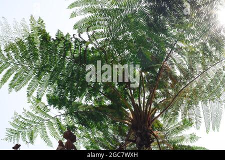 Dicksonia sellowiana. Un grande, robusto albero felce con un tronco spesso coperto in un denso strato di marrone scuro, radici di wiry che raggiunge un'altezza di tanto Foto Stock