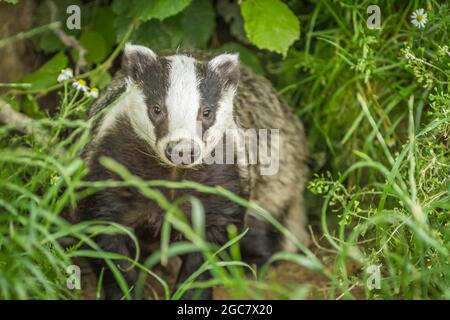 European Badger (Meles meles) nel loro habitat naturale. Angolo foto basso. Foto Stock