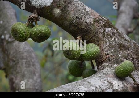 Il fico racemosa di Ficus comunemente conosciuto come il fico di grappolo, il fico rosso del fiume o gular è una specie di pianta nella famiglia delle Moraceae. Foto Stock