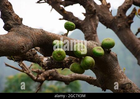 Il fico racemosa di Ficus comunemente conosciuto come il fico di grappolo, il fico rosso del fiume o gular è una specie di pianta nella famiglia delle Moraceae. Foto Stock