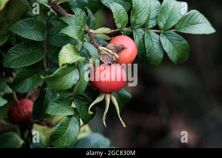 Rosehips sulla boccola. Foglie dopo la pioggia. L'autunno sta arrivando. Frutta da asciugare e aggiungere al tè. Frutti rossi con semi. Foto Stock