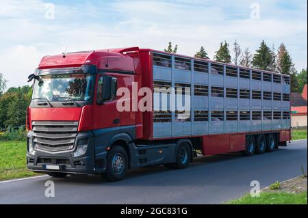 Un camion di bestiame sulla strada per il macello Foto Stock