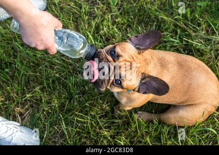 Il cane beve acqua da una bottiglia nel parco a caldo Foto Stock