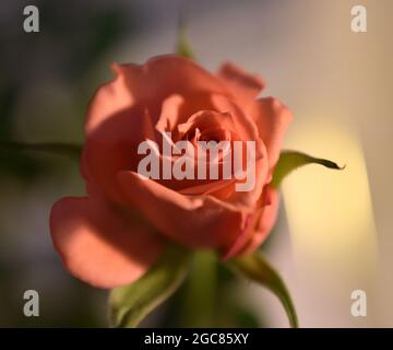 Bocciolo di rosa Foto Stock