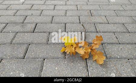 Foglie di acero secco ingiallito sul marciapiede di pietra grigia primo piano. Fogliame autunnale Foto Stock