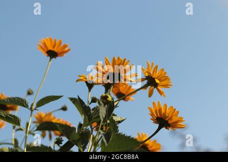 Basso angolo di girasole in fiore contro il cielo blu Foto Stock