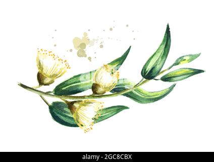 Ramo di eucalipto con foglie e fiori, isolato su sfondo bianco. Illustrazione disegnata a mano con acquerello Foto Stock