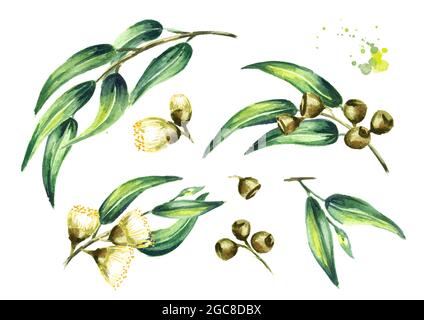 Set di cosmetici di eucalipto e piante medicinali con foglie, fiori e bacche, isolati su sfondo bianco. Illustrazione disegnata a mano con acquerello Foto Stock