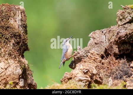 Nuthatch, Sitta europaea, Kirkcudbright, Dumfries e Galloway Foto Stock