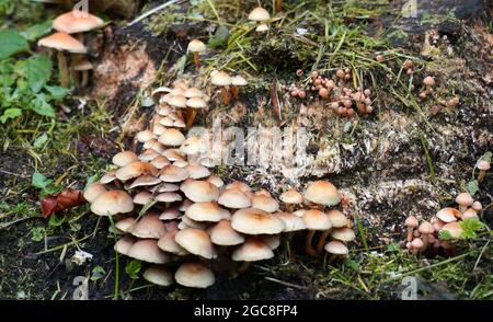Hypholoma fasciculare, tufo di zolfo o boschetto a grappolo è un fungo di bosco. Questo fungo si sviluppa in grumi grandi su tronchi marcianti. Velenoso Foto Stock