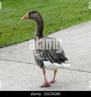 Un greylag oca a piedi su una passeggiata pedonale per l'erba Foto Stock