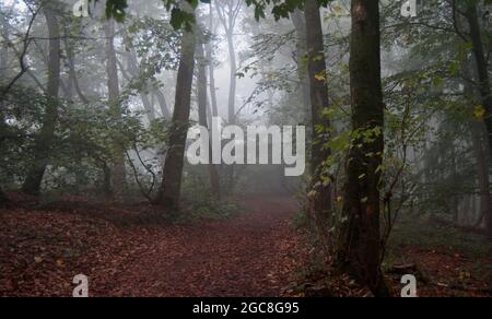 Un bel sentiero per escursioni nella nebbia del mattino presto. La foresta è magica. Gli alberi decidui stanno iniziando il loro processo di colorazione delle foglie. Inizio di Autum Foto Stock