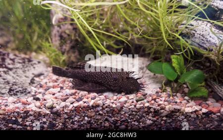 giacente sul fondo della vasca di pesce busulhymouth pesce gatto (ancistrus dolichopterus) Foto Stock