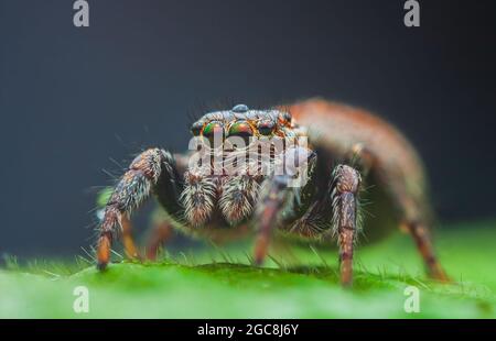 Femmina ragno saltatore Evarcha falcata primo piano ritratto Foto Stock
