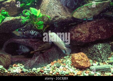 varietà di cichlidi che nuotano: cichlasoma nigromasciatum alba, cichlidi detenuti, cichlasoma nigromasciatum Foto Stock