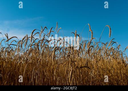 Campo di grano in pampas paesaggio, la Pampa Provincia, Patagonia, Argentina. Foto Stock