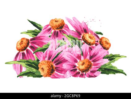Echinacea purpurea fiori e foglie, pianta medica o erba. Illustrazione di acquerello disegnata a mano, isolata su sfondo bianco Foto Stock