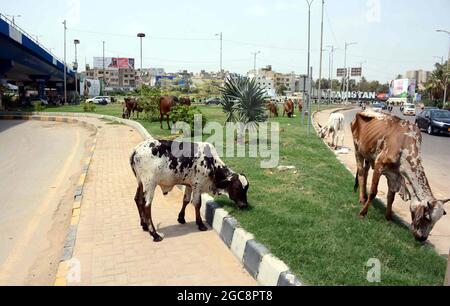 Le mucche sono erba pascolo presso una cintura verde vicino FTC Building, mostrando la negligenza del reparto interessato, situato a Shahrah-e-Faisal a Karachi Sabato, 07 agosto 2021. Foto Stock