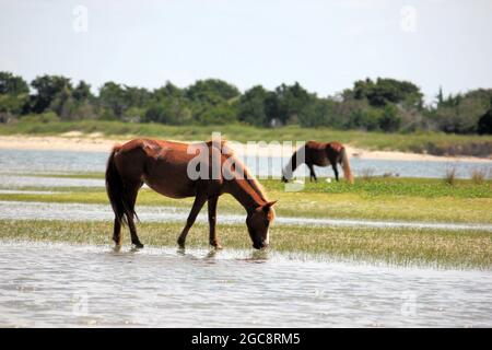 Cavalli selvatici presso le Outer Banks, NC USA godendo la spiaggia e dune di sabbia Foto Stock