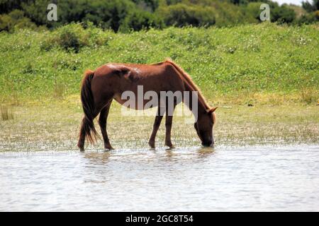 Cavalli selvatici presso le Outer Banks, NC USA godendo la spiaggia e dune di sabbia Foto Stock