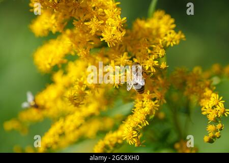 Api che raccolgono nettare su fiori gialli luminosi di Canadien goldenrod (Solidago canadensis) in un prato naturale estivo soleggiato a Vaud, Svizzera Foto Stock